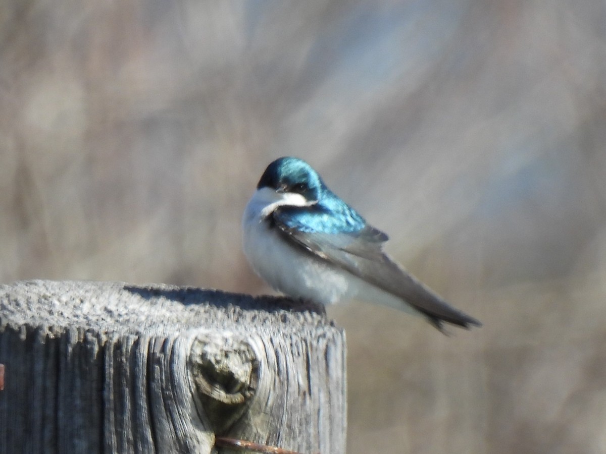 Golondrina Bicolor - ML615515082