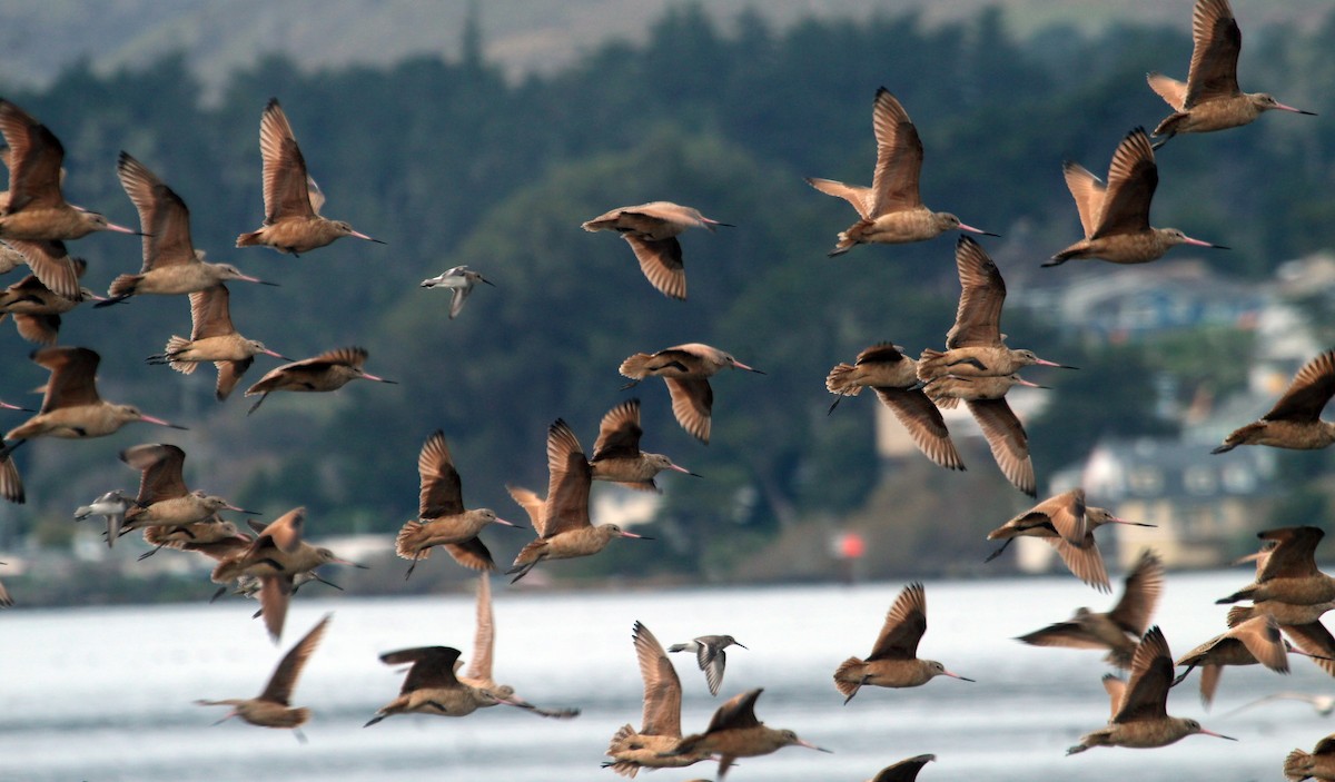 Marbled Godwit - ML615515086