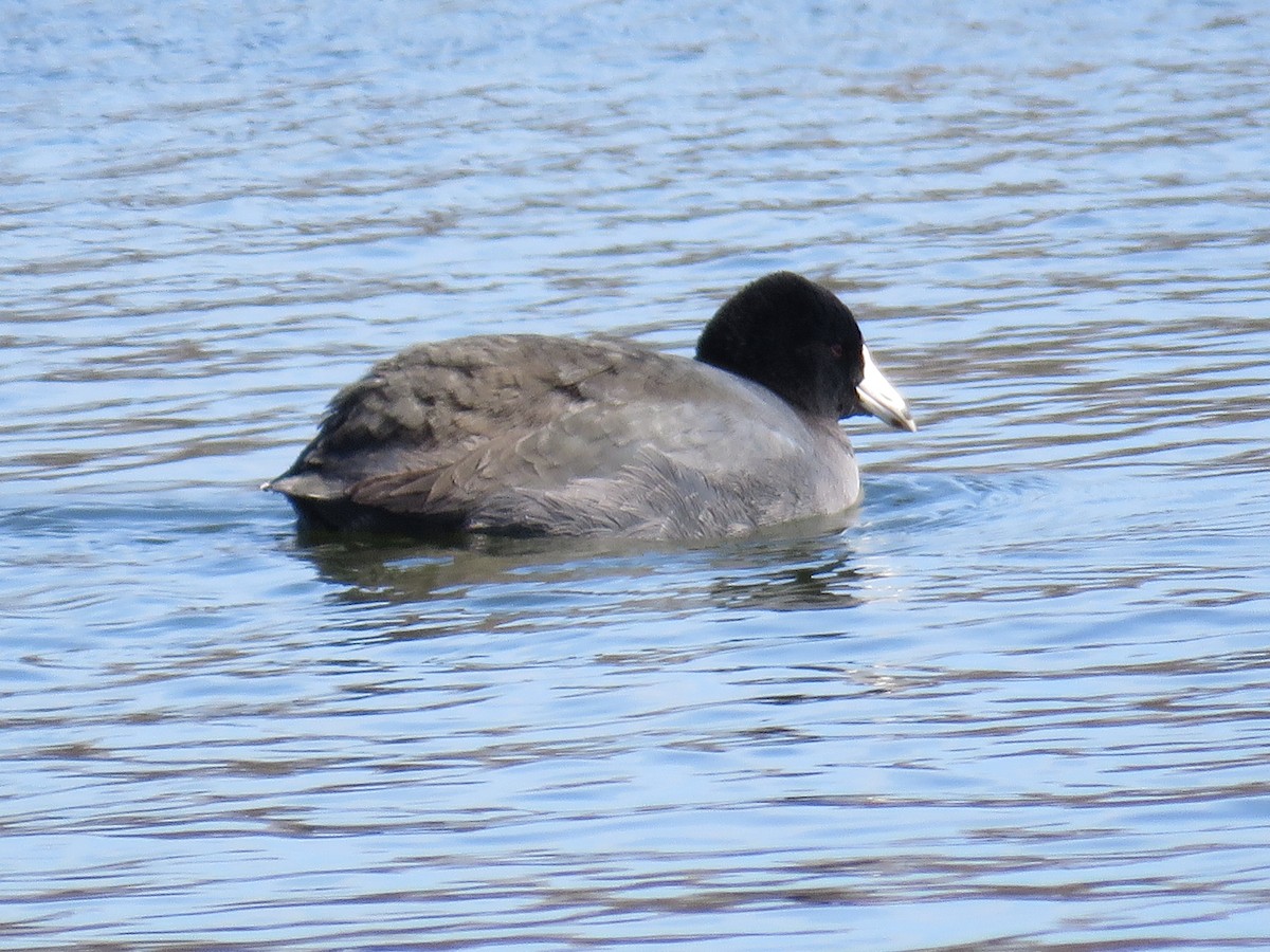 American Coot - ML615515167