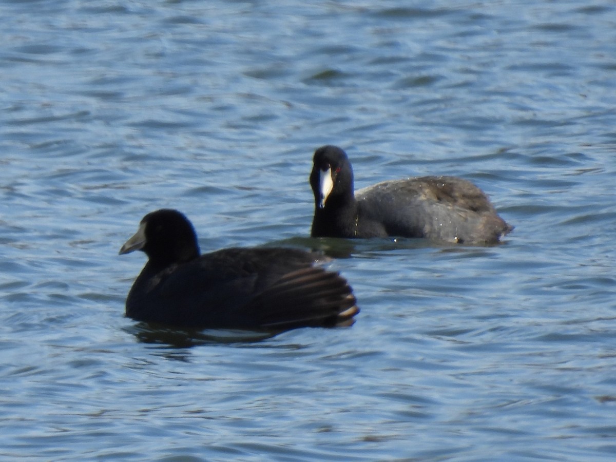 American Coot - ML615515168