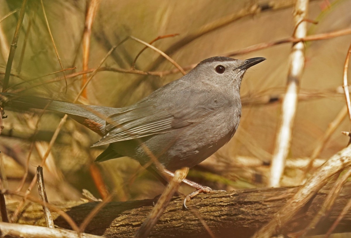 Gray Catbird - John Daniel