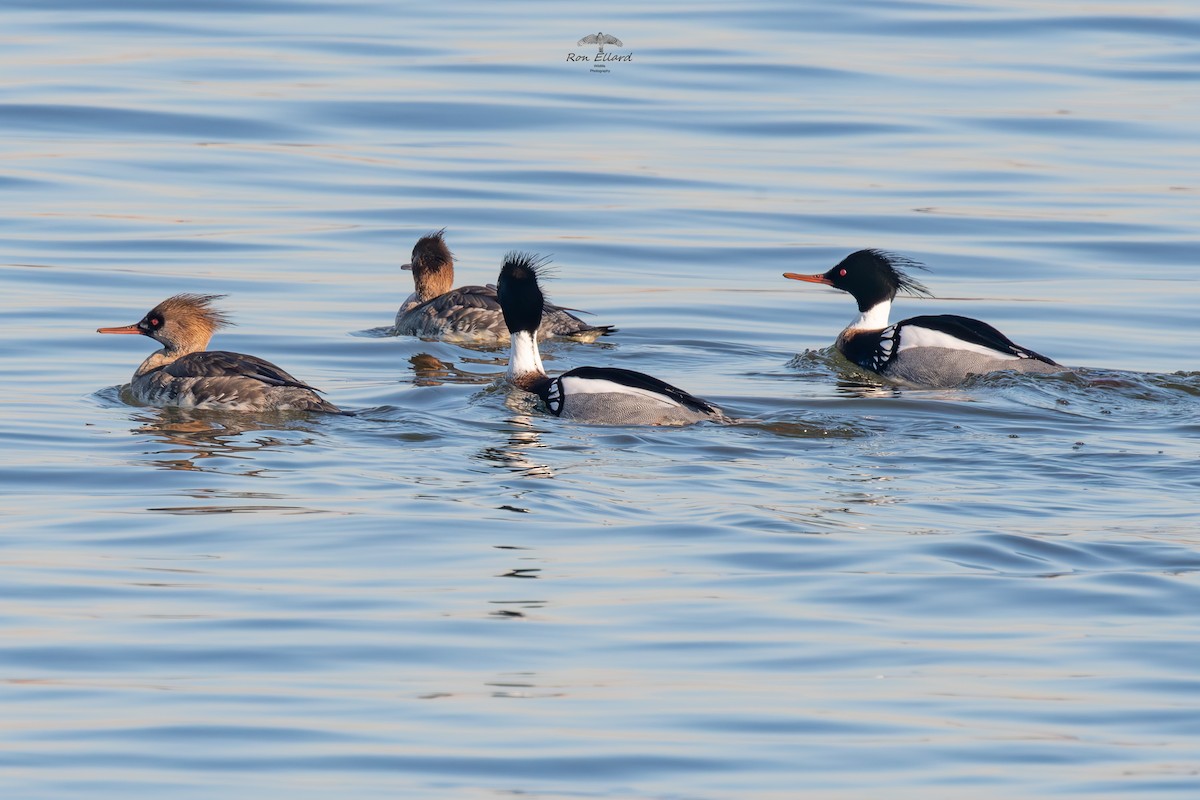 Red-breasted Merganser - ML615515214