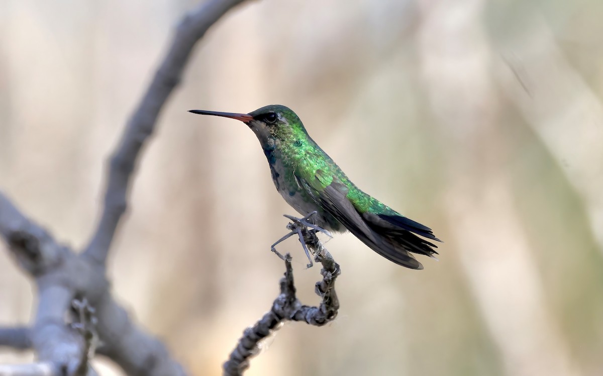 Glittering-bellied Emerald - ML615515281