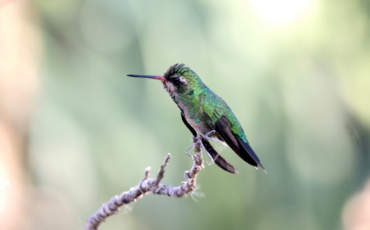 Glittering-bellied Emerald - ML615515283