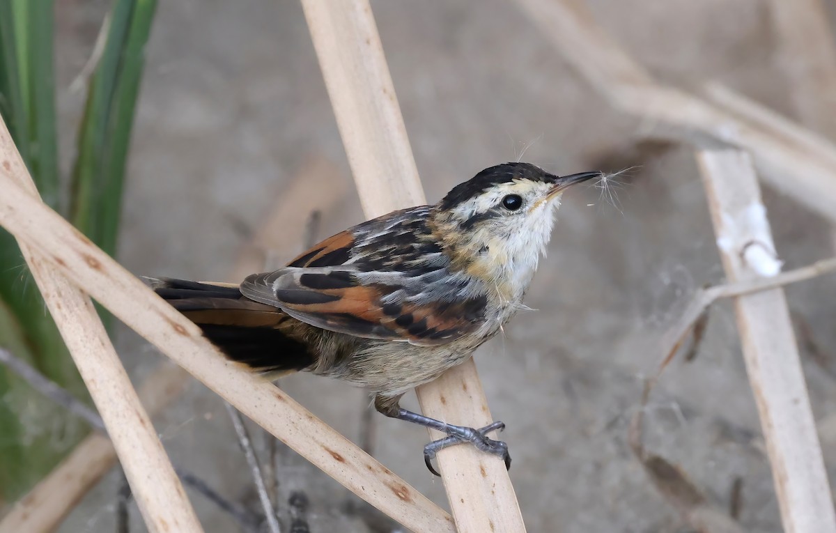 Wren-like Rushbird - Anne Bielamowicz