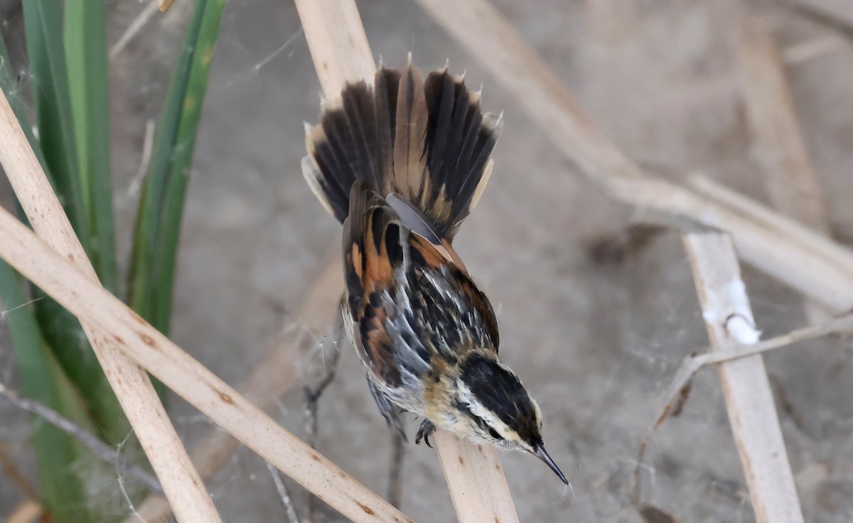 Wren-like Rushbird - Anne Bielamowicz