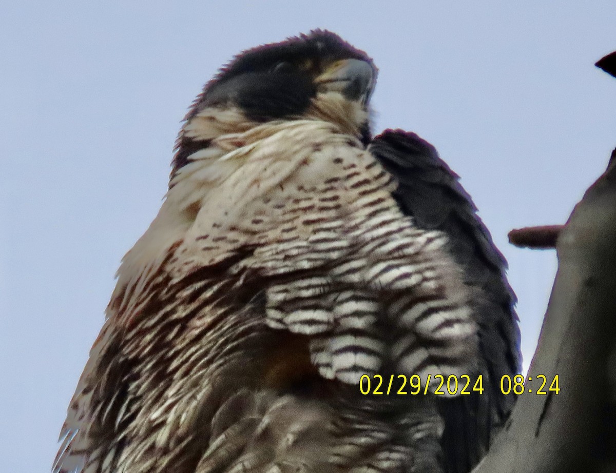 Peregrine Falcon - ML615515332