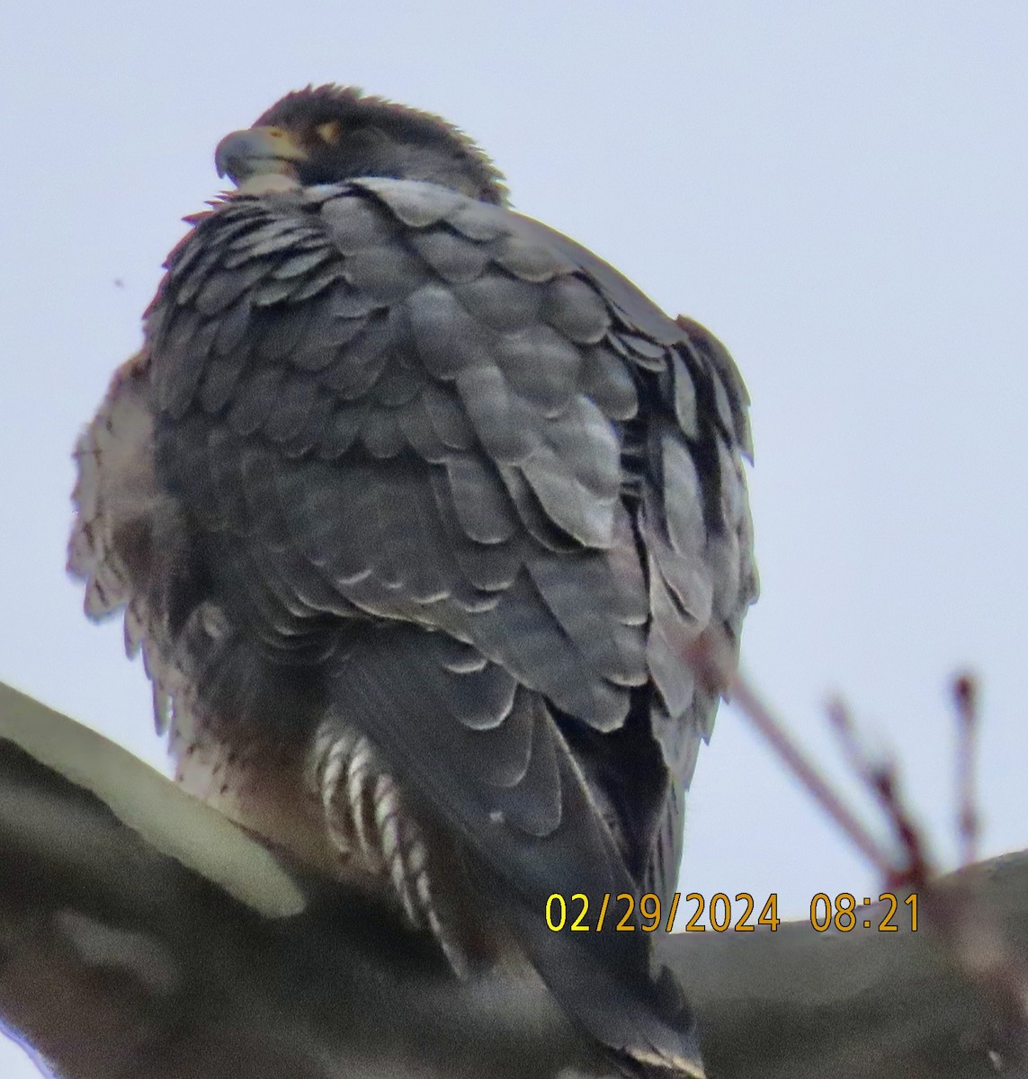 Peregrine Falcon - Bob Zweigler