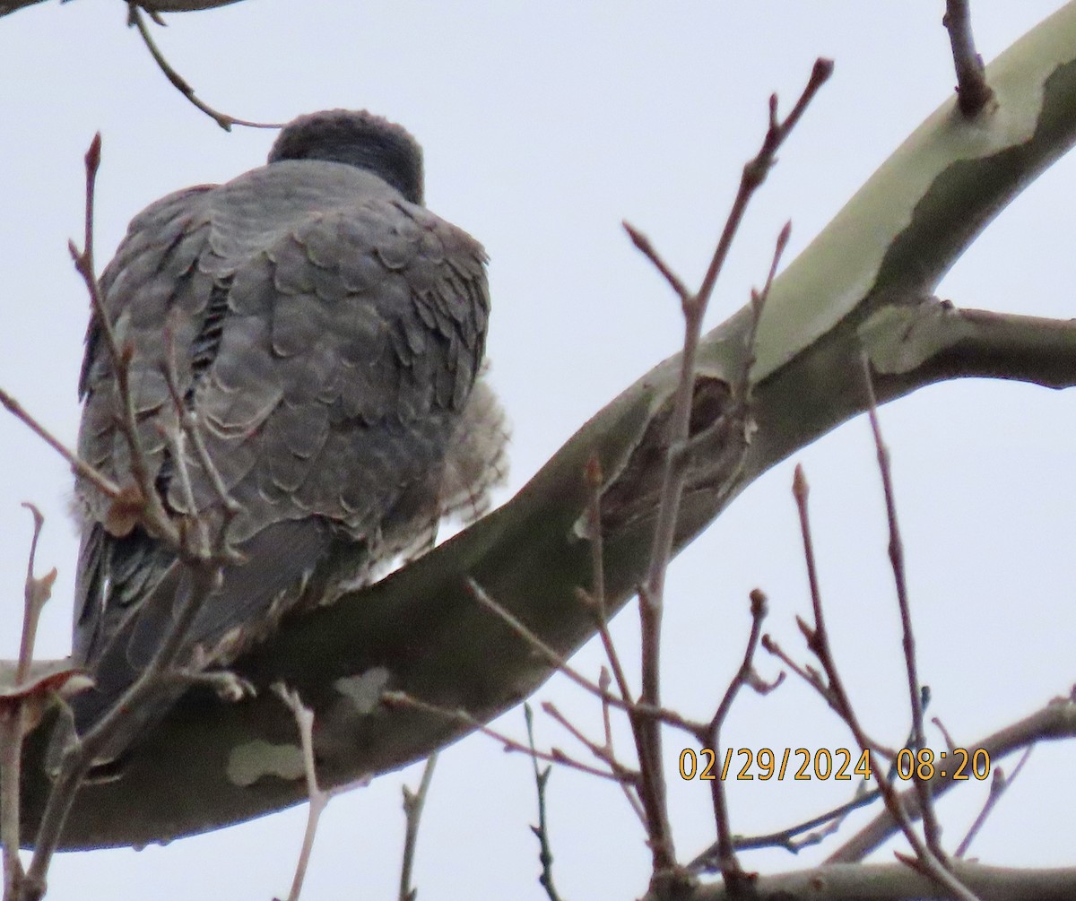 Peregrine Falcon - Bob Zweigler