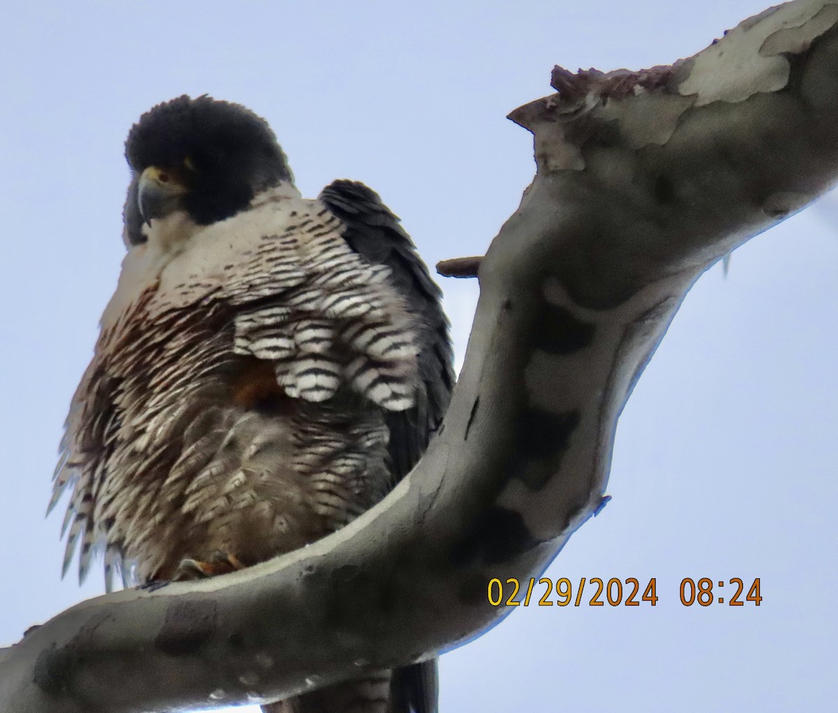 Peregrine Falcon - Bob Zweigler