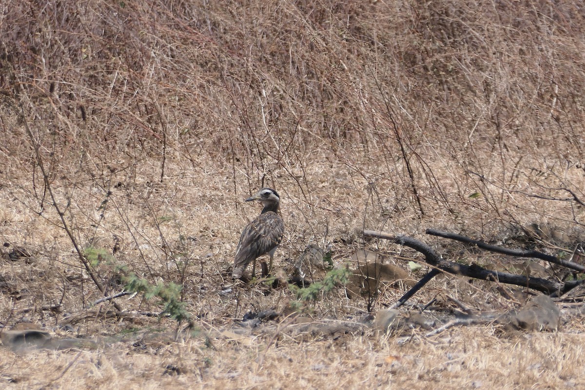 Double-striped Thick-knee - ML615515353
