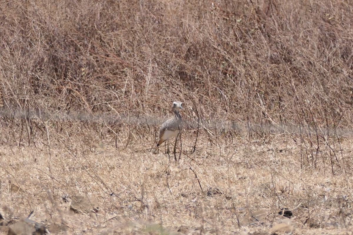 Double-striped Thick-knee - ML615515354