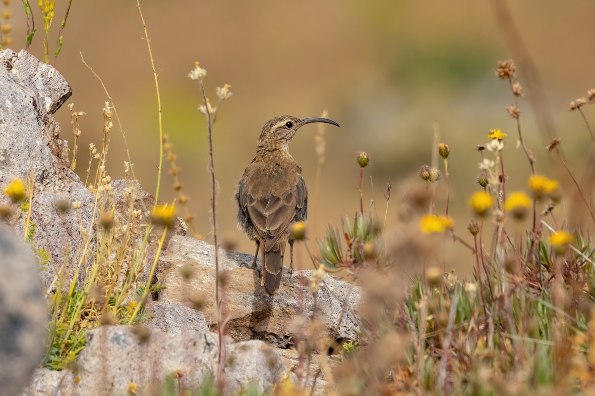 Scale-throated Earthcreeper - ML615515362