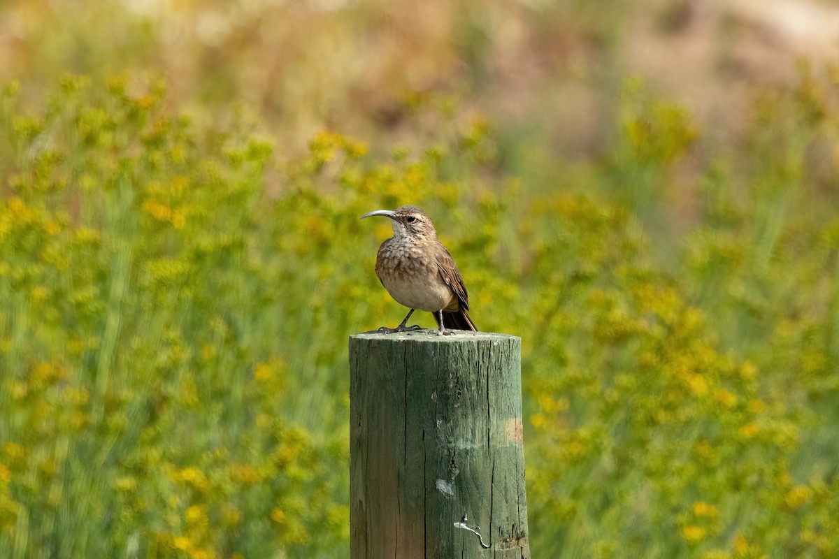 Scale-throated Earthcreeper - ML615515373