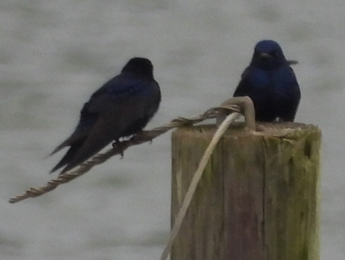 Purple Martin - ML615515431