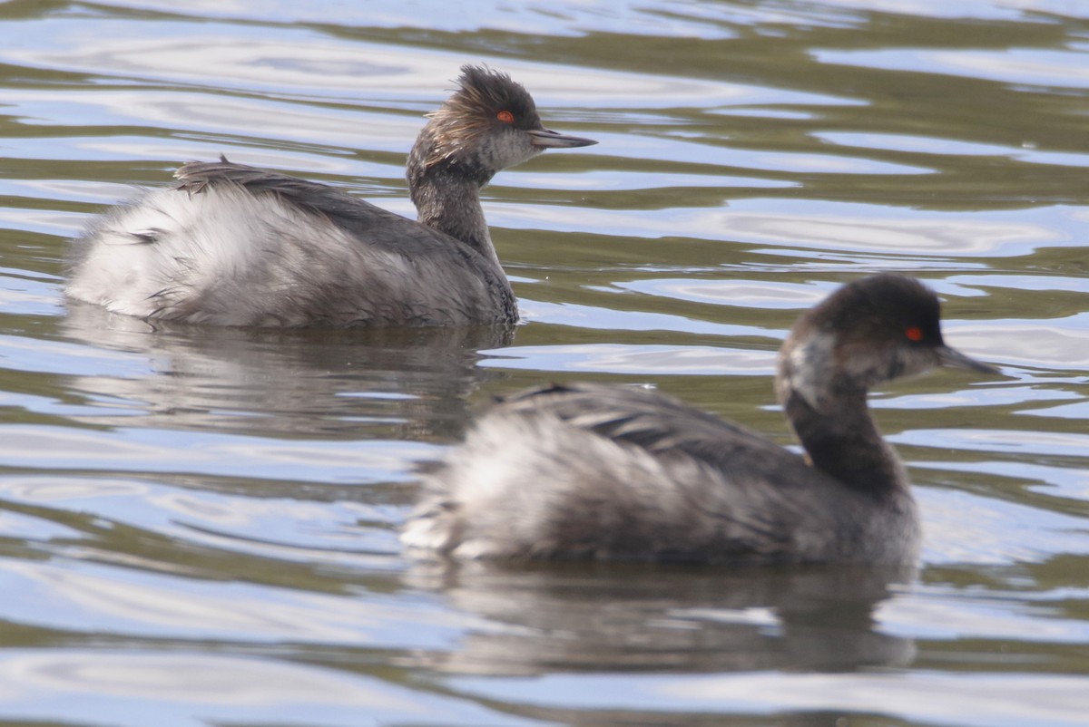 Eared Grebe - Barry Spolter