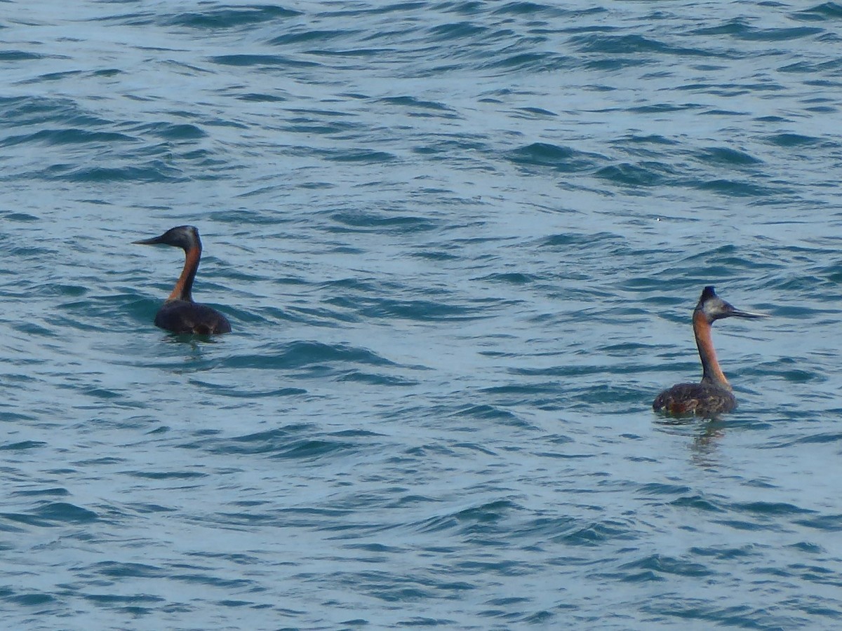 Great Grebe - ML615515479