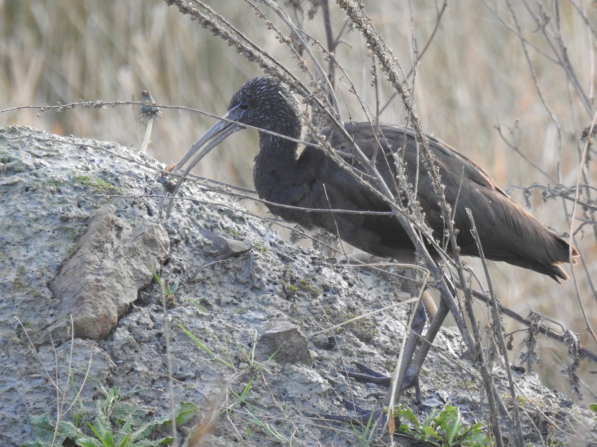 Glossy Ibis - ML615515510