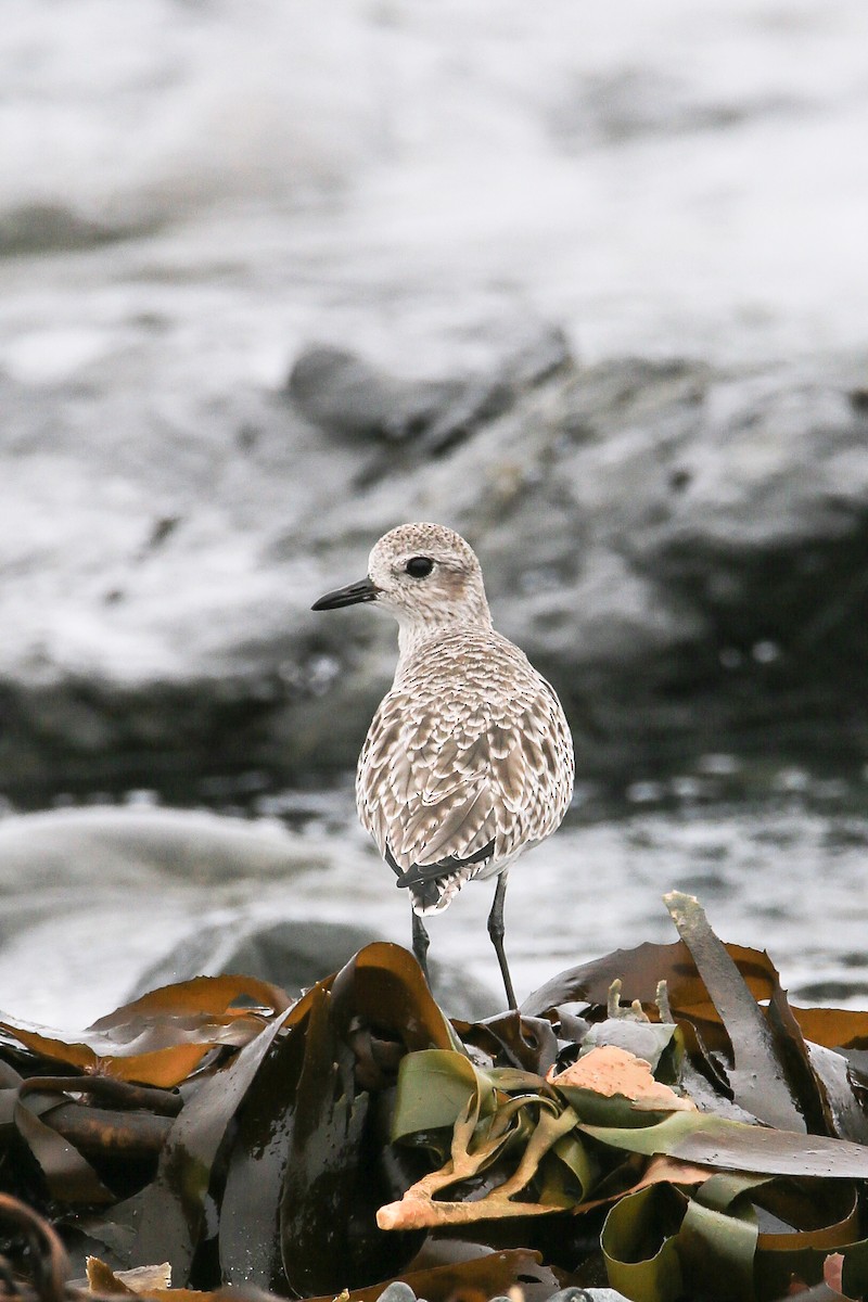 Black-bellied Plover - ML615515531