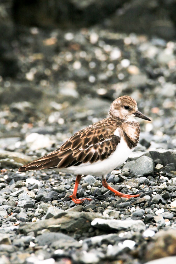 Ruddy Turnstone - Elías Marín