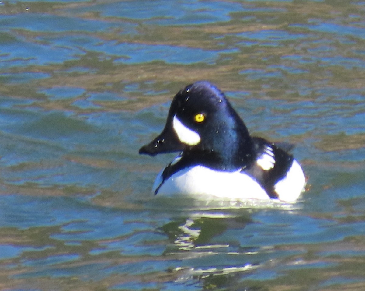 Barrow's Goldeneye - ML615515583