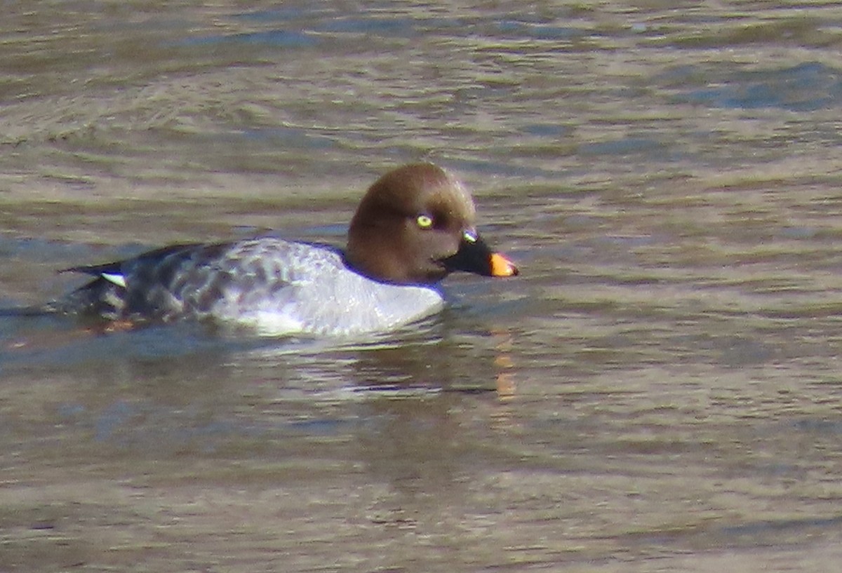 Common/Barrow's Goldeneye - ML615515604