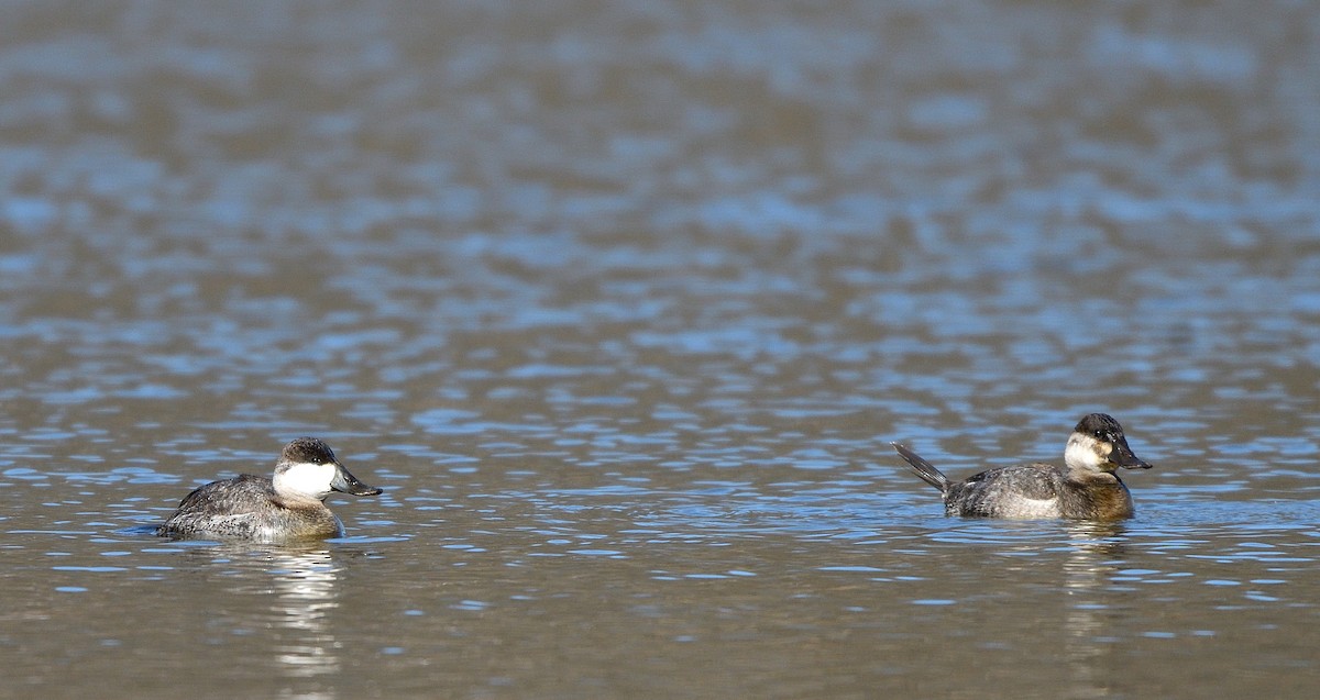 Ruddy Duck - ML615515694