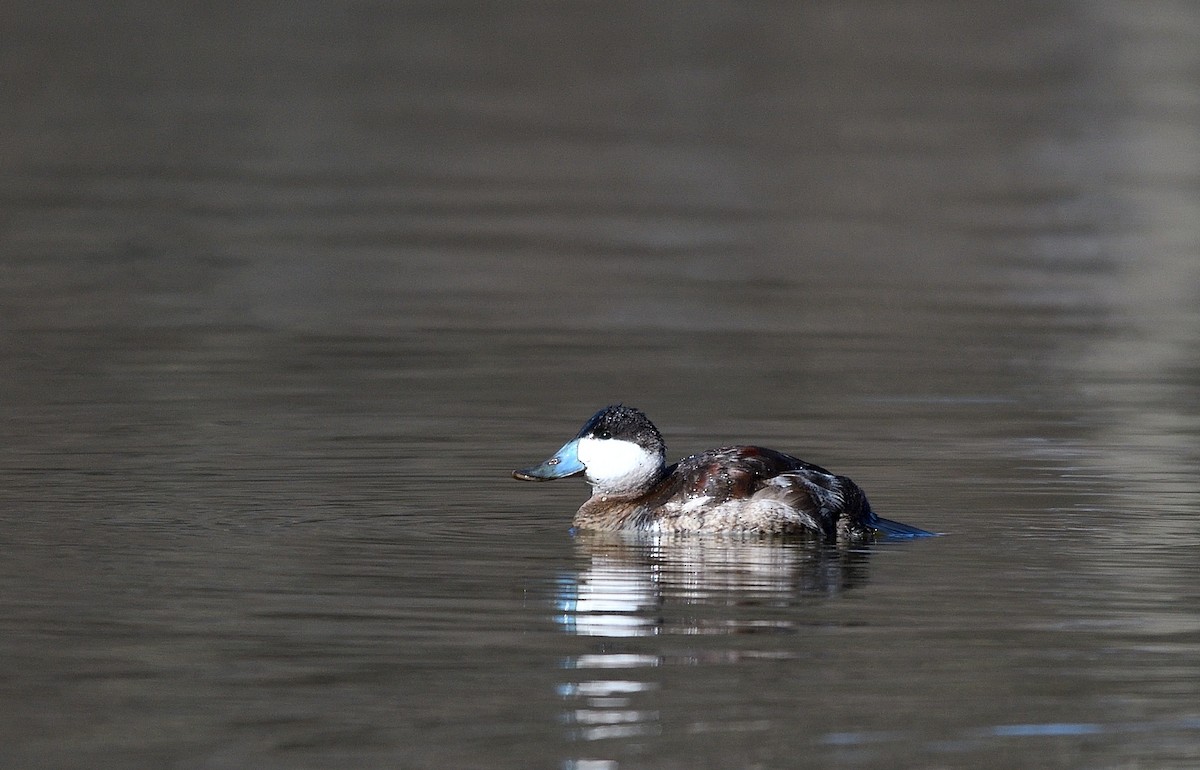 Ruddy Duck - ML615515695