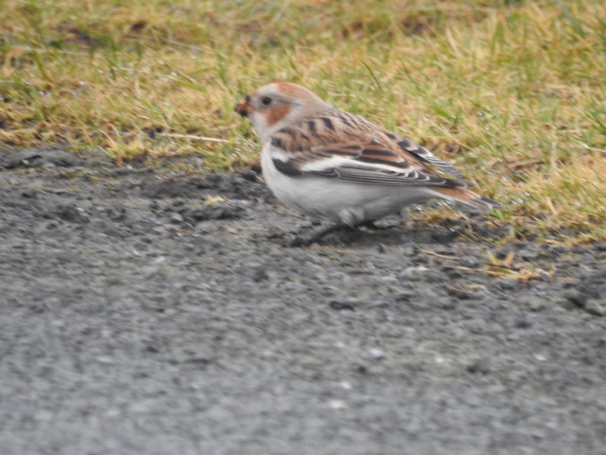 Snow Bunting - ML615515731