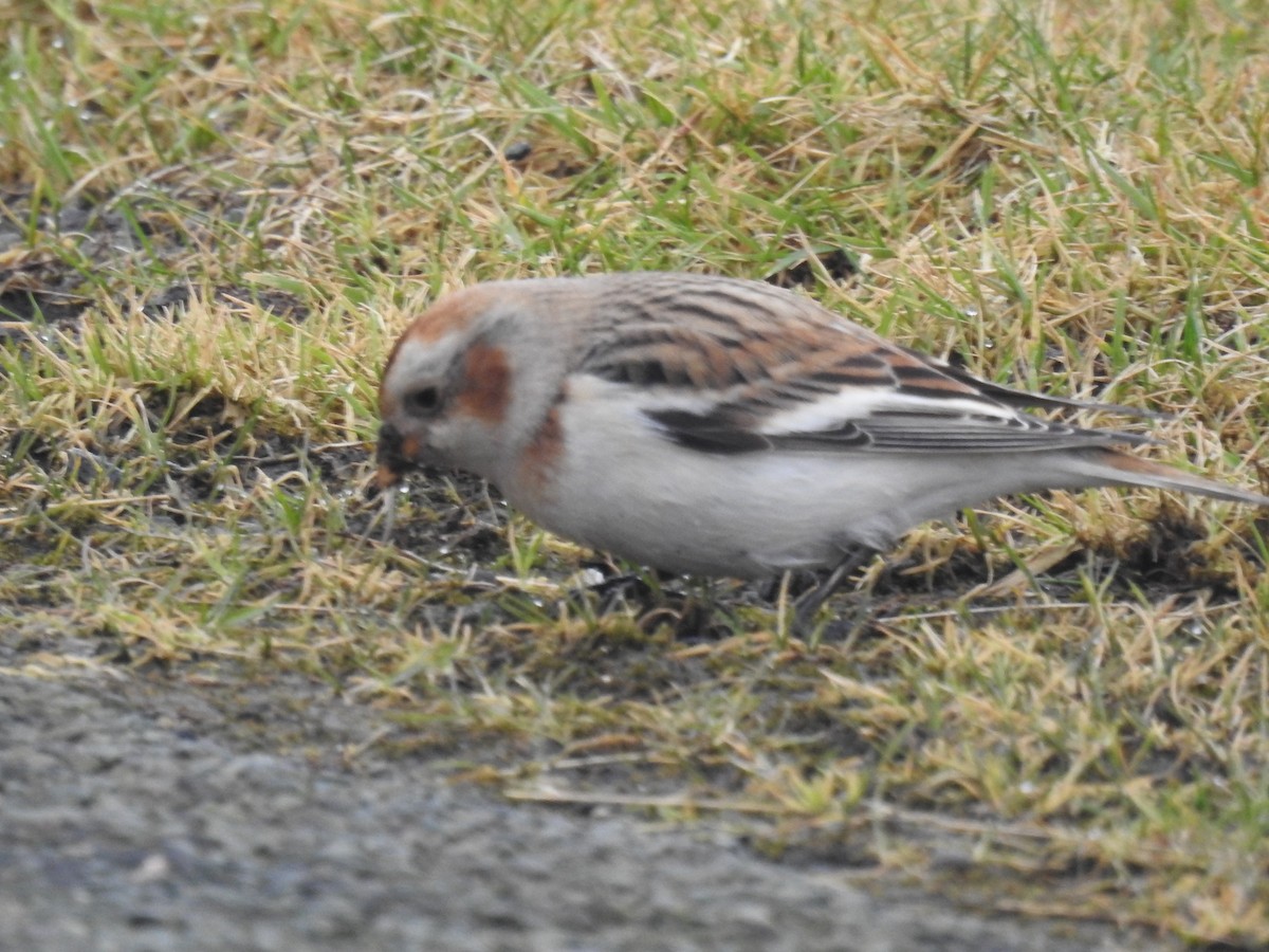 Snow Bunting - ML615515769