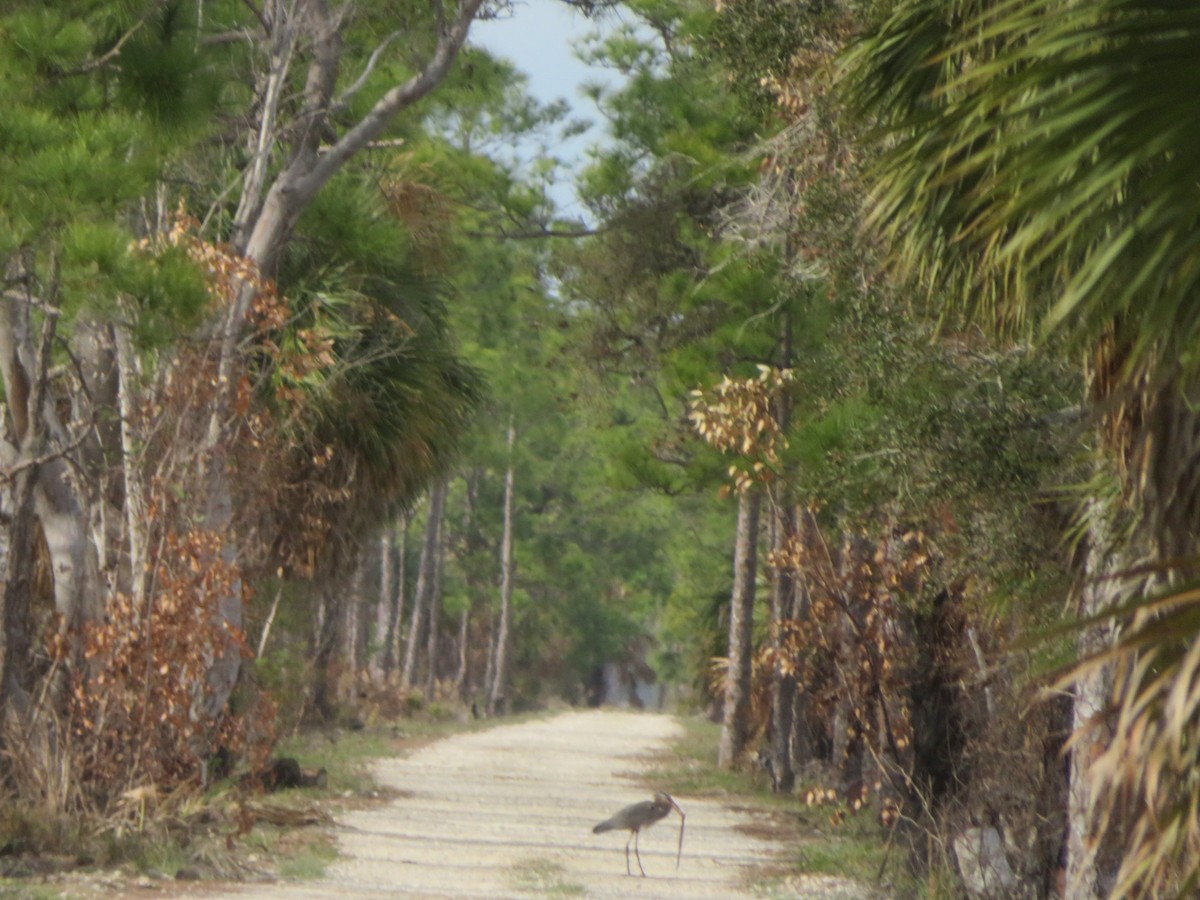 Great Blue Heron - ML615515787