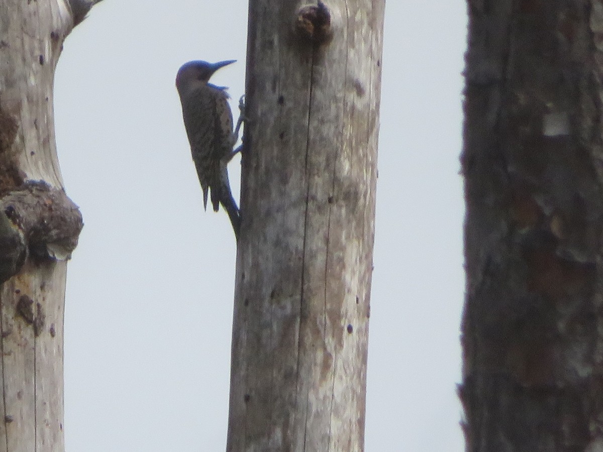 Northern Flicker - Denise Rychlik