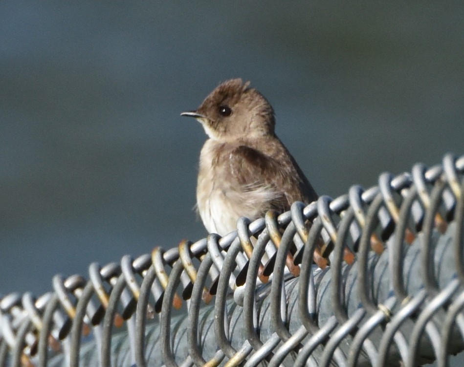 Northern Rough-winged Swallow - ML615515823