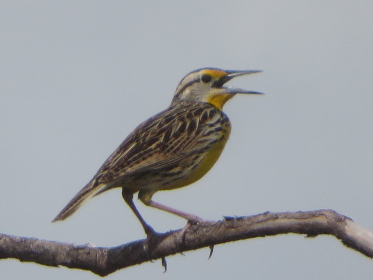 Eastern Meadowlark - ML615515830