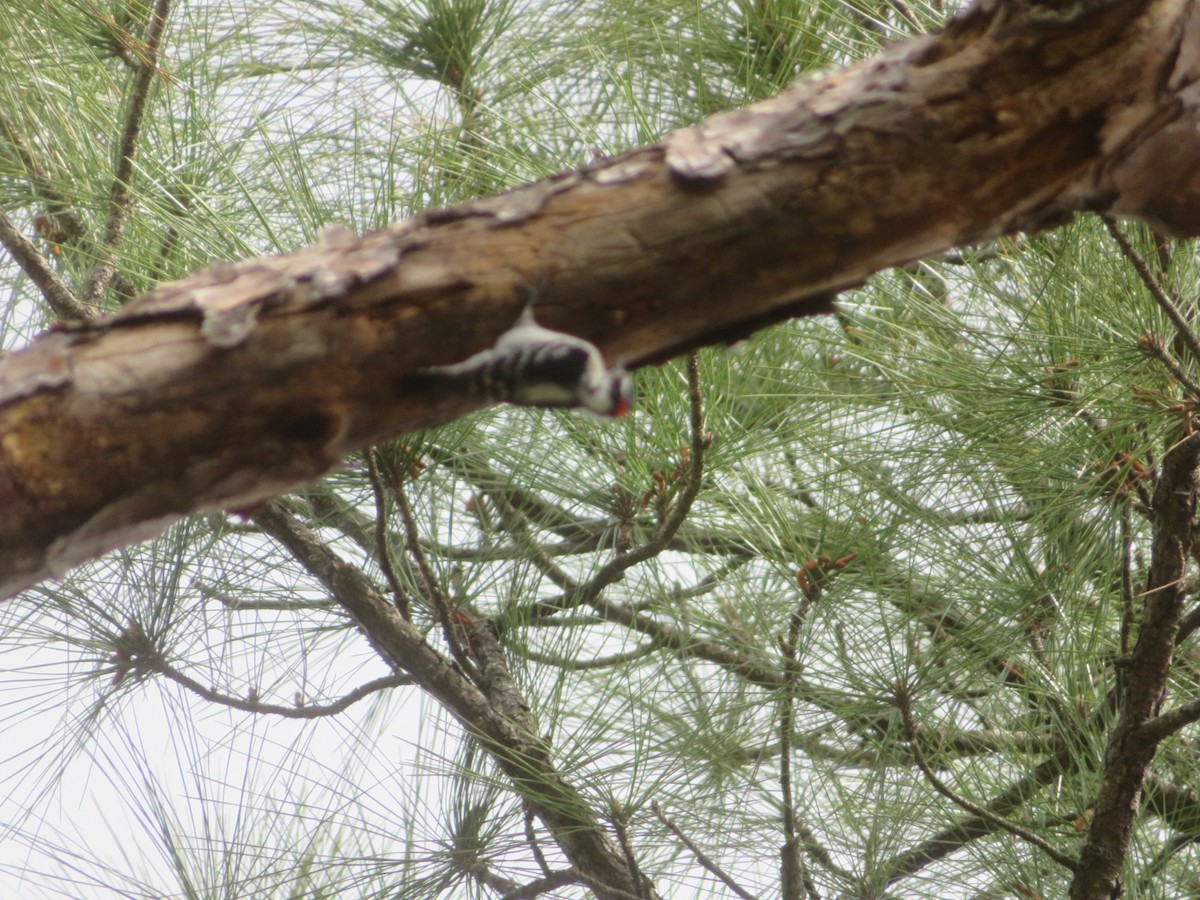 Downy Woodpecker - ML615515861