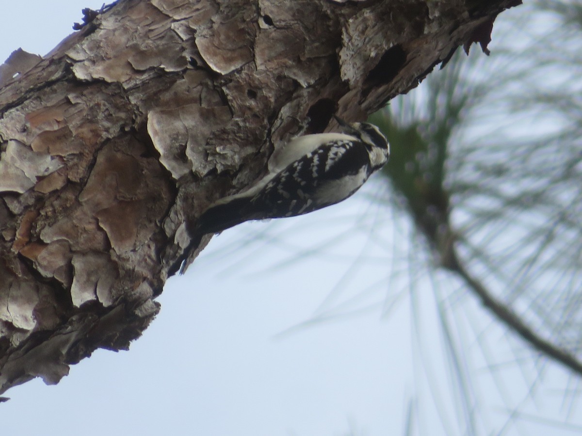 Downy Woodpecker - ML615515866