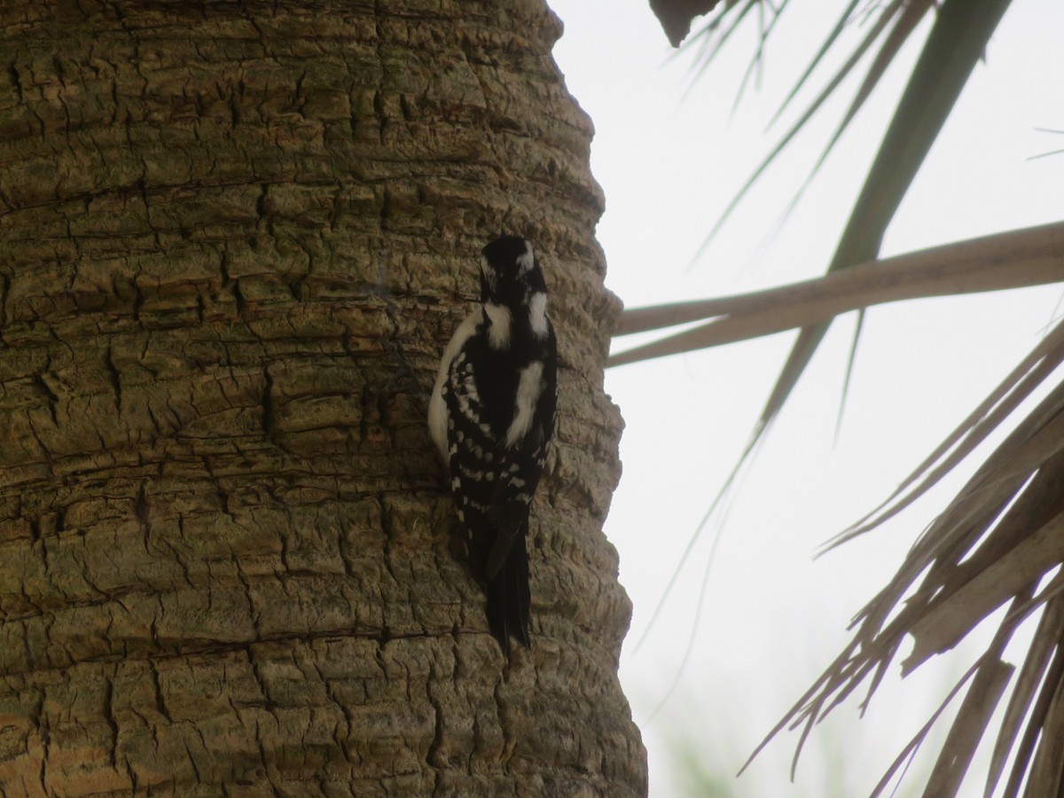 Downy Woodpecker - ML615515897