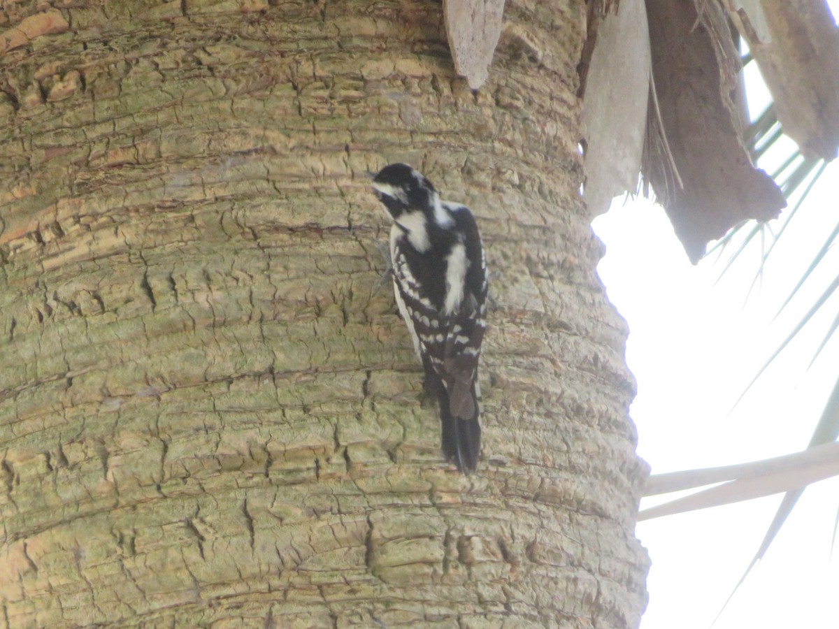 Downy Woodpecker - ML615515899