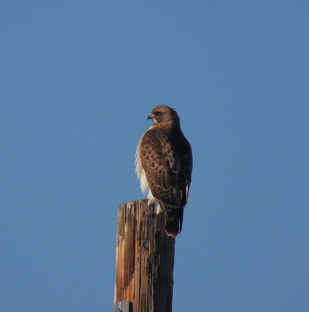 Red-tailed Hawk (calurus/alascensis) - ML615515943