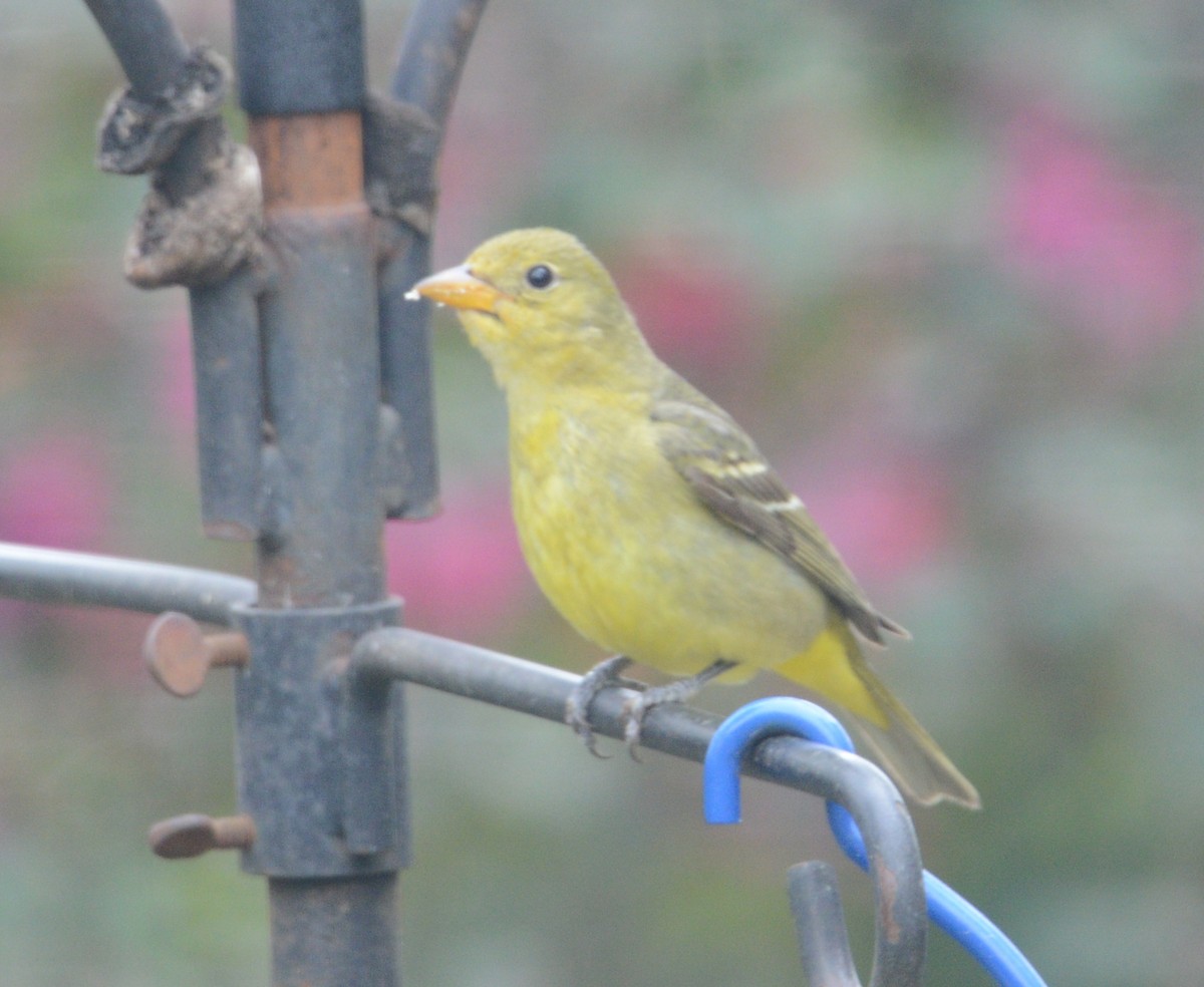 Western Tanager - Bill Matthews