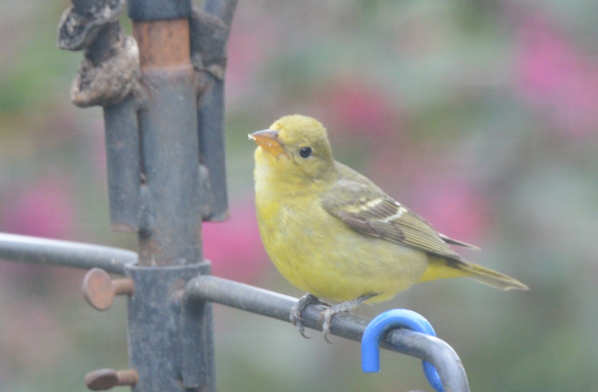 Western Tanager - ML615516016