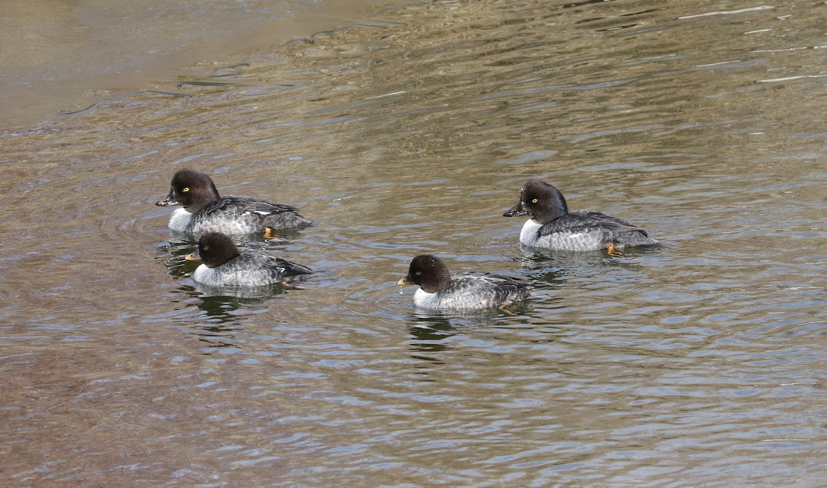 Barrow's Goldeneye - ML615516019