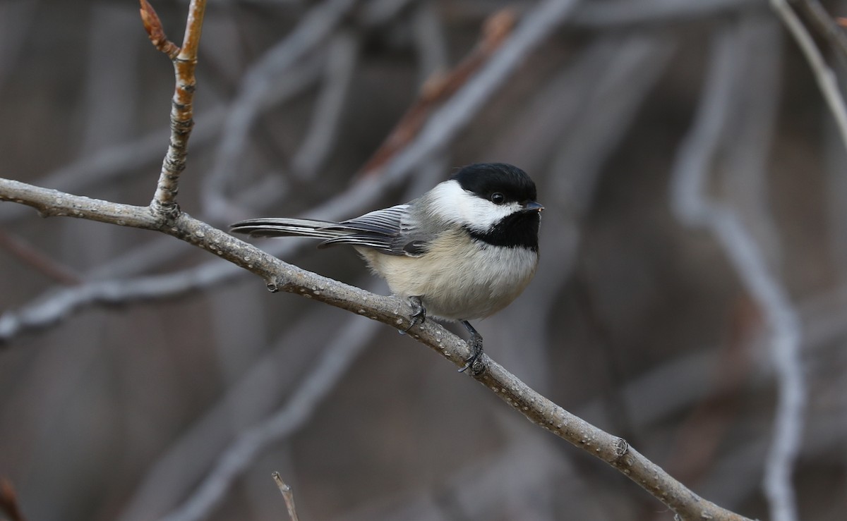 Black-capped Chickadee - ML615516029