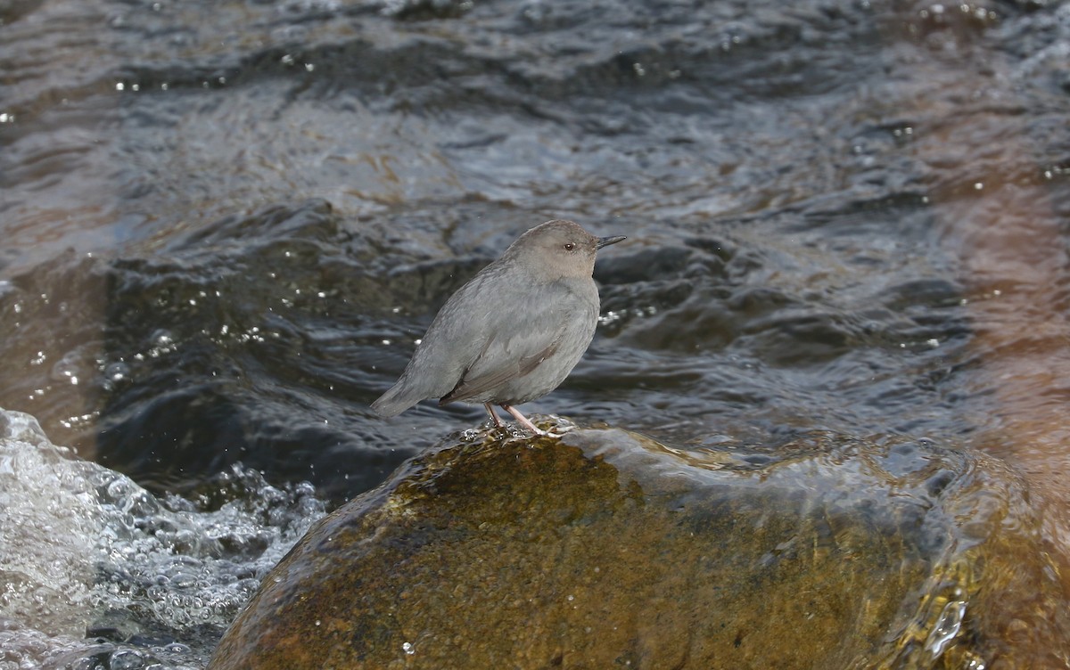 American Dipper - ML615516033