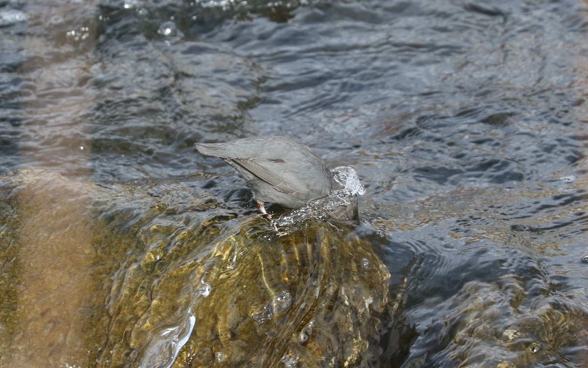 American Dipper - ML615516035