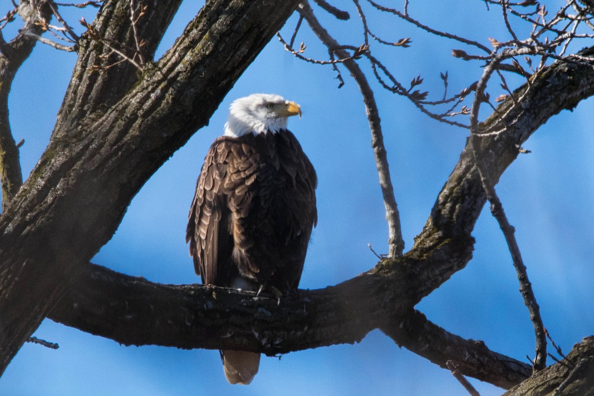 Bald Eagle - Jack Bulmer