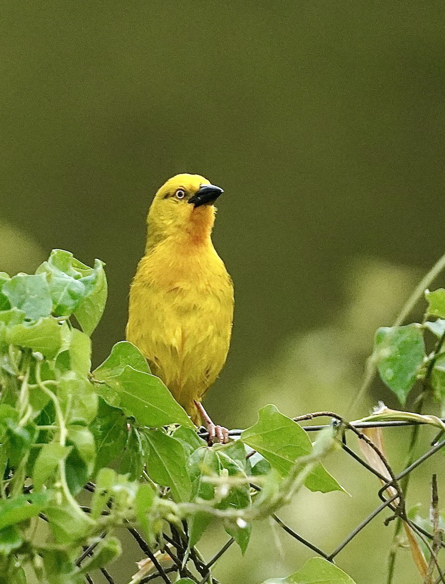 Holub's Golden-Weaver - Daniel Winzeler