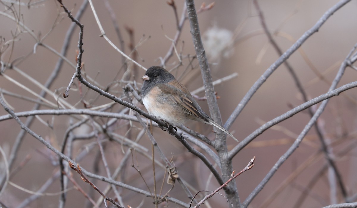 Dark-eyed Junco (Oregon) - ML615516052
