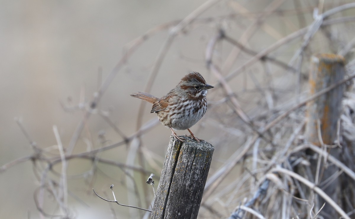 Song Sparrow - ML615516061