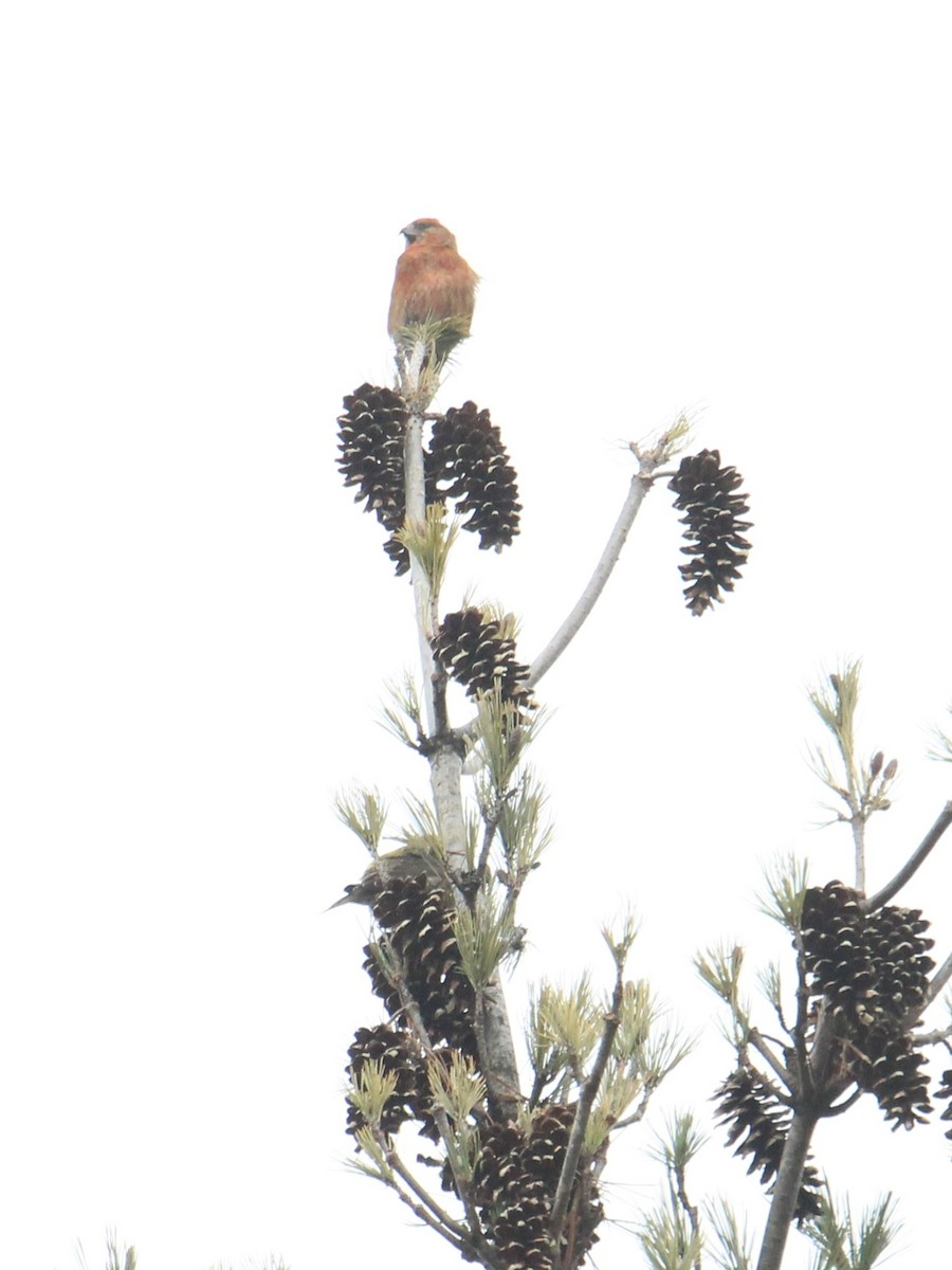 Red Crossbill - ML615516075